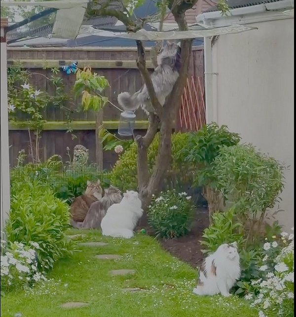 Pidgeons and the Apple tree